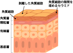 肌の断面図